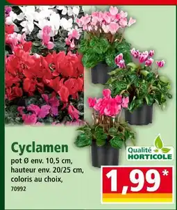 Norma Qualité Horticole Cyclamen offre