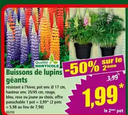Norma Qualité Horticole Buissons de lupins géants offre