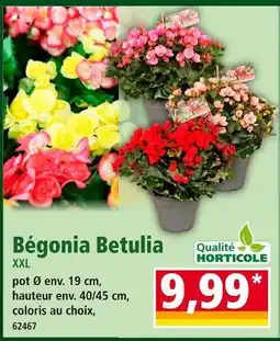 Norma Bégonia Betulia XXL offre
