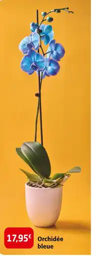 Colruyt Orchidée bleue offre
