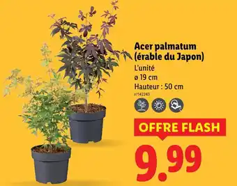 Lidl Acer palmatum (érable du Japon) offre