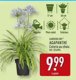 ALDI GARDENLINE AGAPANTHE offre