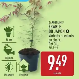 ALDI GARDENLINE Érable du japon offre