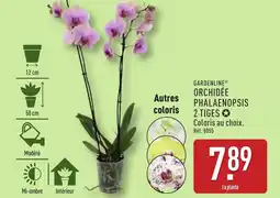 ALDI GARDENLINE Orchidée phalaenopsis 2 tiges offre