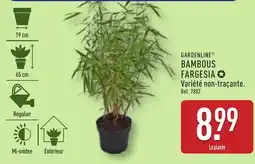 ALDI GARDENLINE Bambous fargesia offre