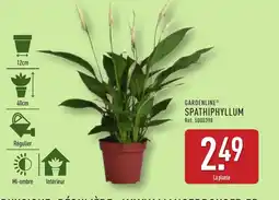 ALDI GARDENLINE Spathiphyllum offre