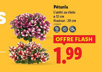 Lidl Pétunia offre