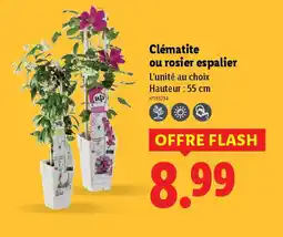 Lidl Clématite ou rosier espalier offre