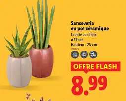Lidl Sanseveria en pot céramique offre