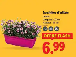 Lidl Jardinière d'œillets offre