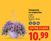 Lidl Campanule en suspension offre