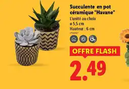 Lidl Succulente en pot céramique Havane offre