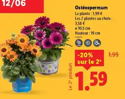 Ostéospermum