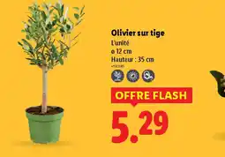 Lidl Olivier sur tige offre