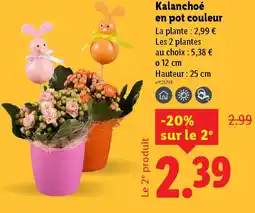 Lidl Kalanchoé en pot couleur offre