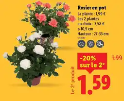Lidl Rosier en pot offre