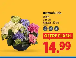 Lidl Hortensia Trio offre