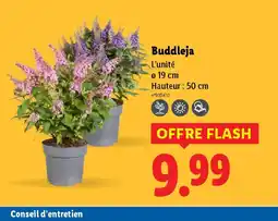 Lidl Buddleja offre