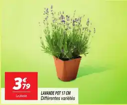 Netto Lavande pot 17 cm offre