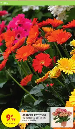 Intermarché Gerbera pot 17 cm offre