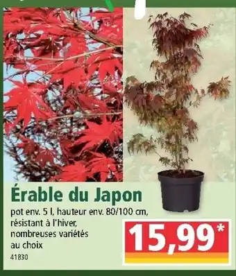 Norma Érable du japon offre