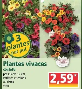 Norma Plantes vivaces offre