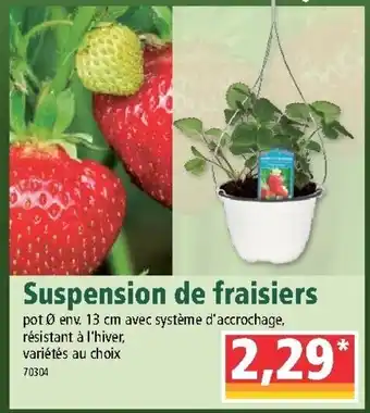 Norma Suspension de fraisiers offre