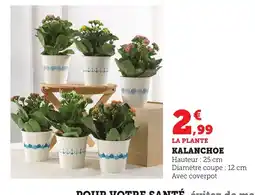 Bi1 Kalanchoe offre