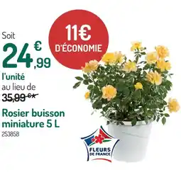 Botanic Rosier buisson miniature offre