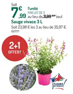Botanic Sauge vivace offre
