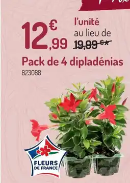 Botanic Pack de 4 dipladenias offre