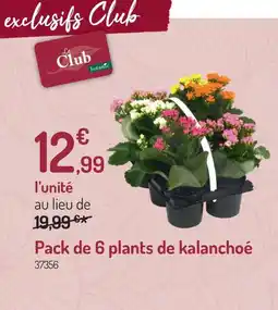 Botanic Pack de 6 plants de kalanchoé offre