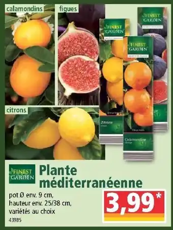 Norma Plante méditerranéenne offre