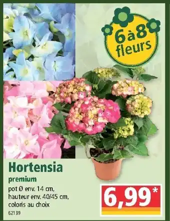 Norma Hortensia offre
