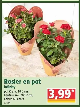 Norma Rosier en pot offre