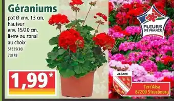 Norma Géraniums offre