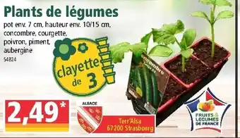 Norma Plants de légumes offre