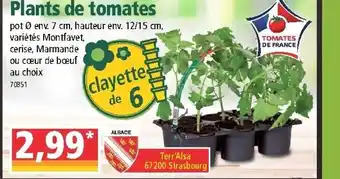 Norma Plants de tomates offre
