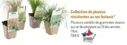 Botanic Collection de plantes résistantes au sec botanic offre