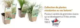 Collection de plantes résistantes au sec botanic