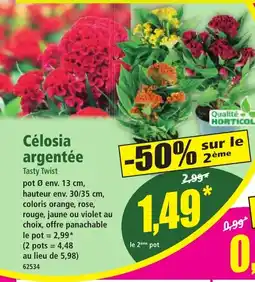 Norma Célosia argentée offre