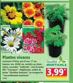 Norma Plantes vivaces offre
