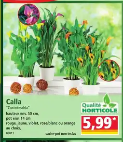 Norma Calla offre