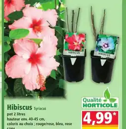Norma Hibiscus offre