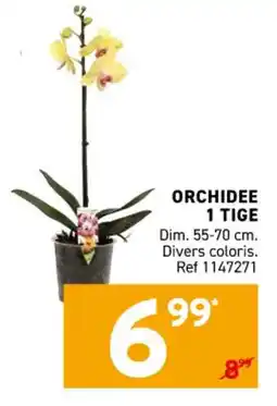 Trafic Orchidee 1 tige offre