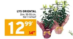 Lys oriental