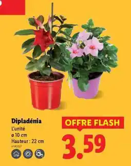 Lidl Dipladenia offre