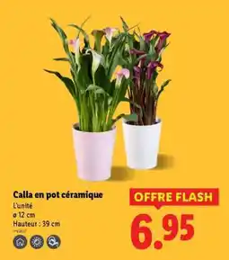 Lidl Calla en pot céramique offre