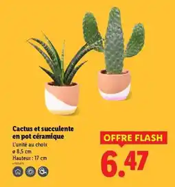 Lidl Cactus et succulente en pot céramique offre