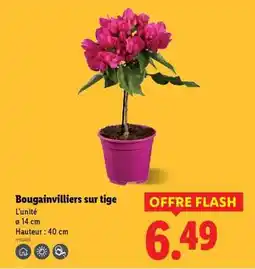 Lidl Bougainvilliers sur tige offre
